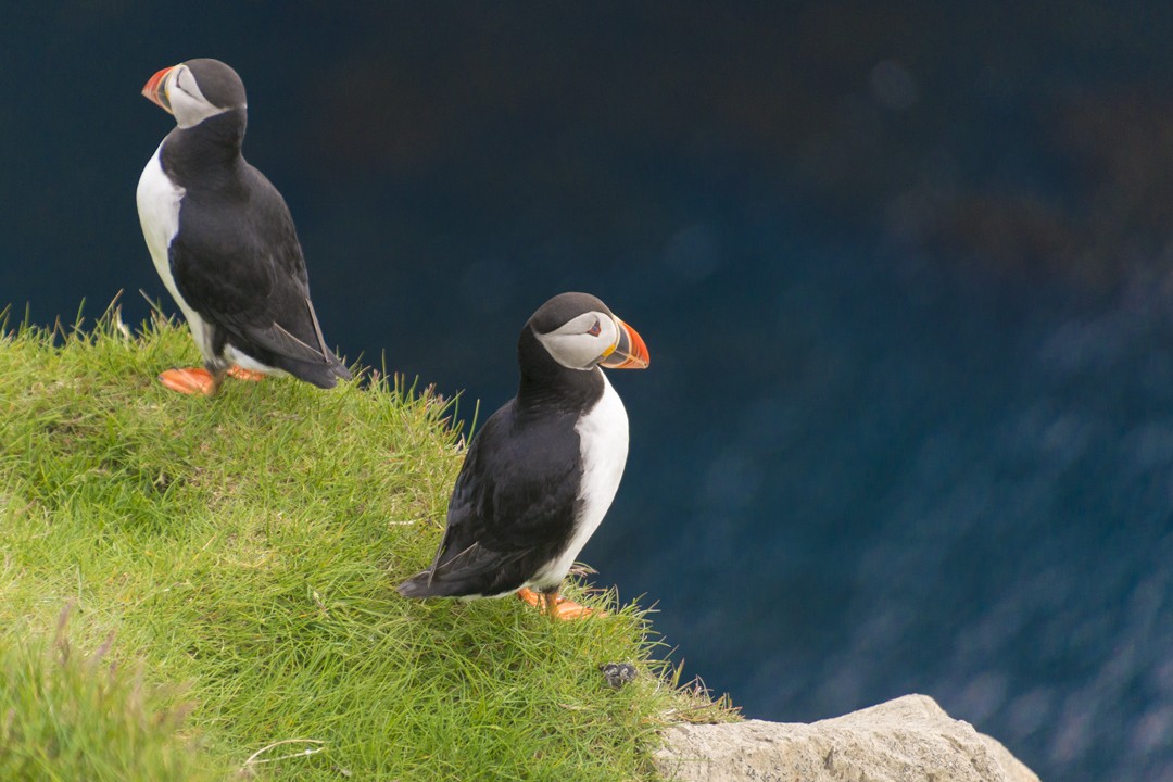 puffins arguing on Mykines, Faroe Islands