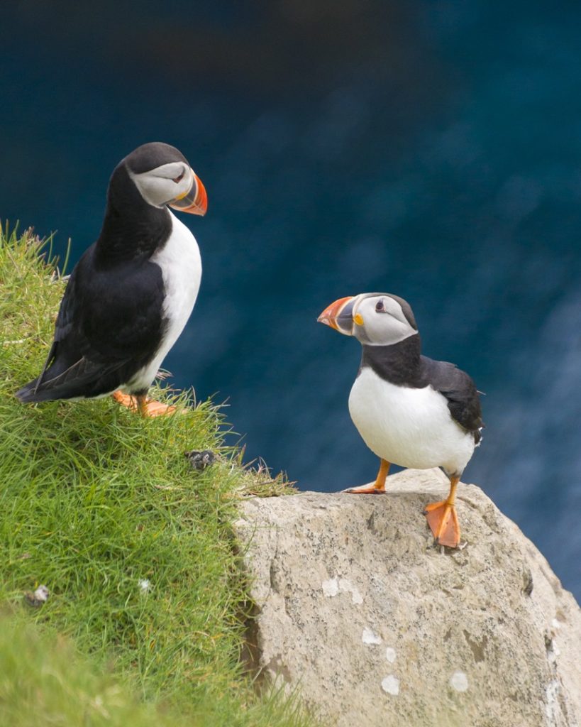A group of puffins on Mykines, Faroe Islands