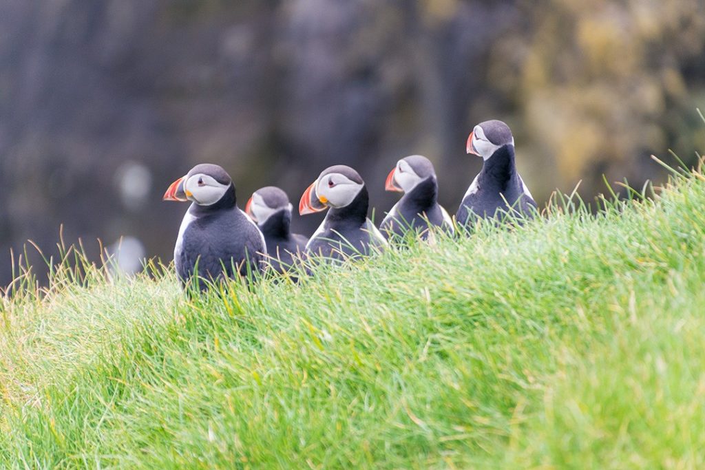 A group of puffins on Mykines, Faroe Islands