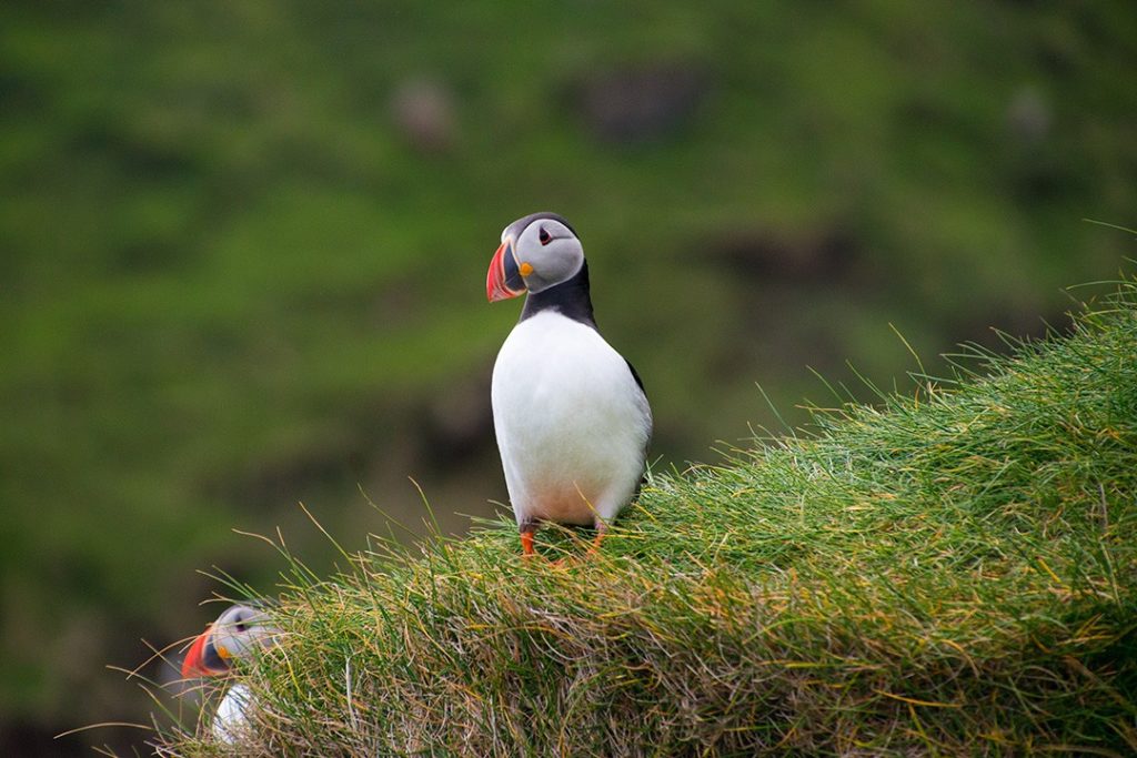 puffins in Mykines, Faroe Islands