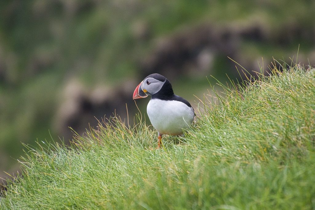 A puffin loafs in Mykines, Faroe Islands