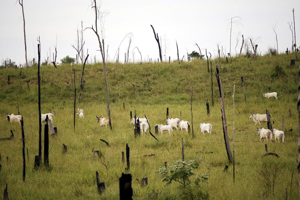 countries that eat the most meat cattle deforestation
