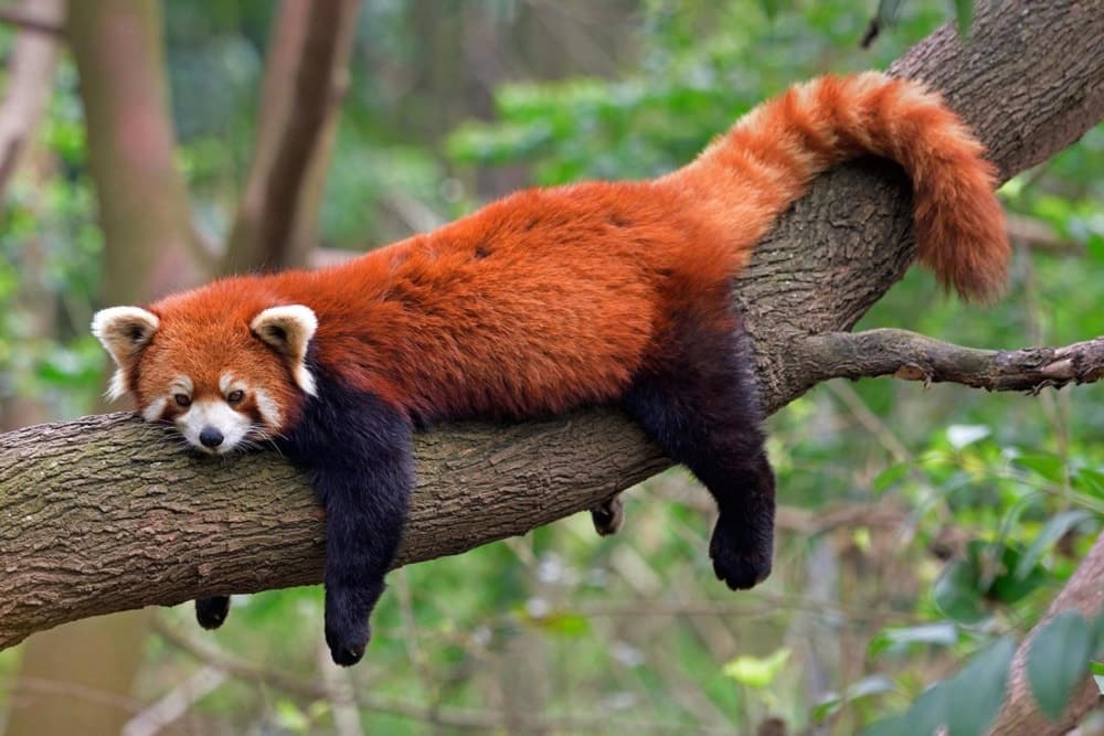 A red panda in a tree