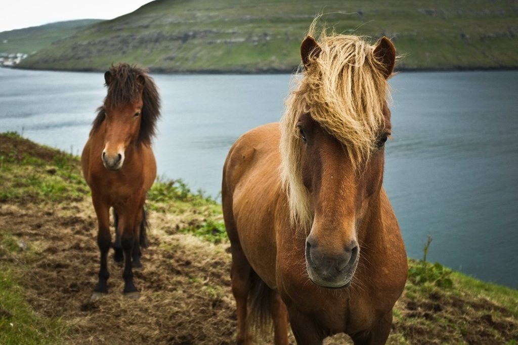 things to do in the Faroe Islands horse riding