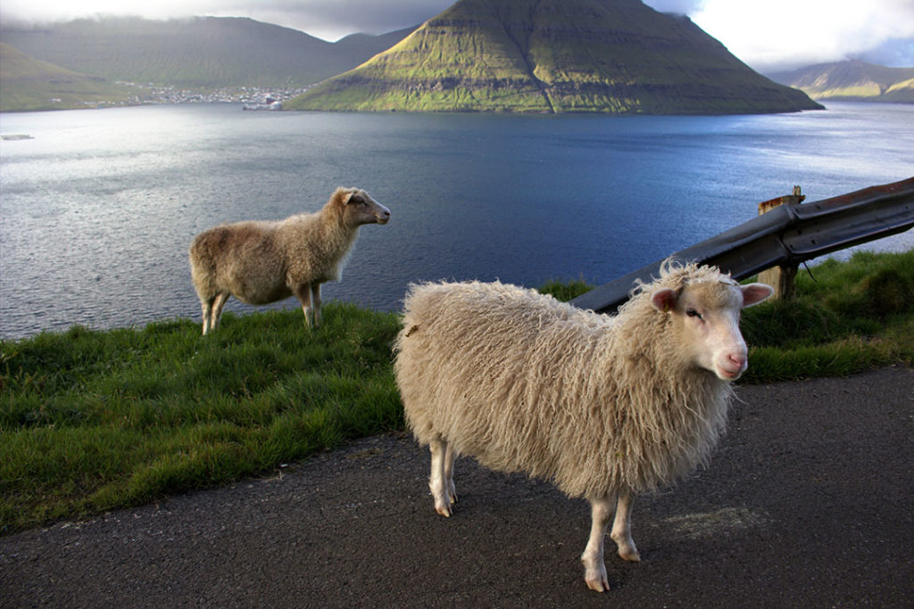 There are 70,000 sheep in the Faroe Islands