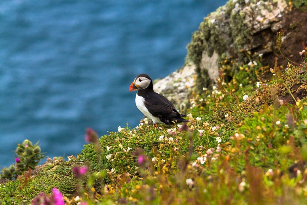 A puffin rests on a cliff edge on Skomer Island in Wale