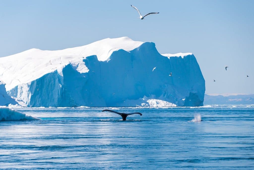 things to do in Ilulissat whale watching