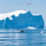 things to do in Ilulissat whale watching
