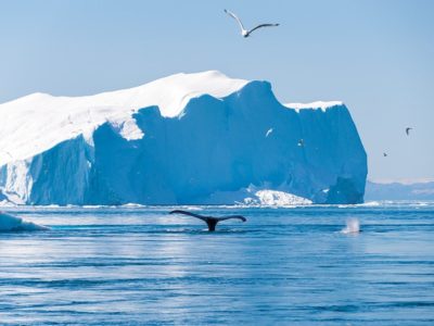 things to do in Ilulissat whale watching