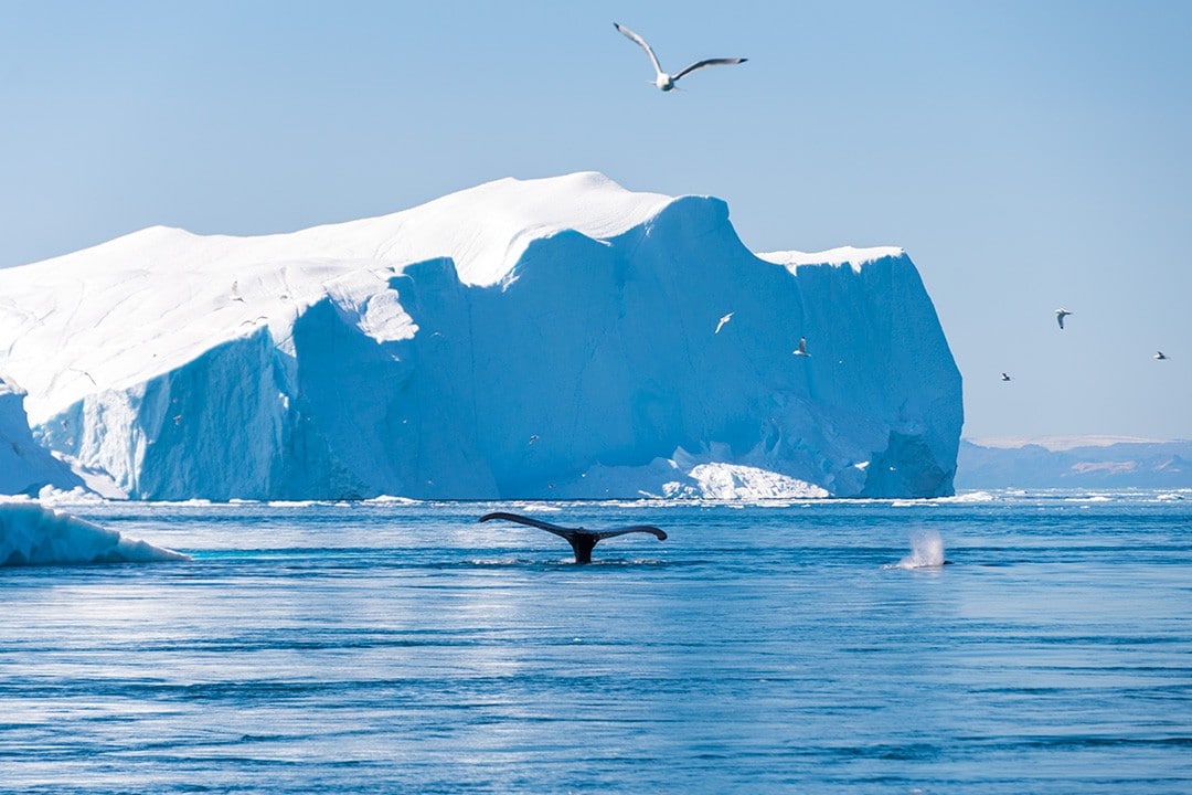 things to do in Ilulissat whale watching