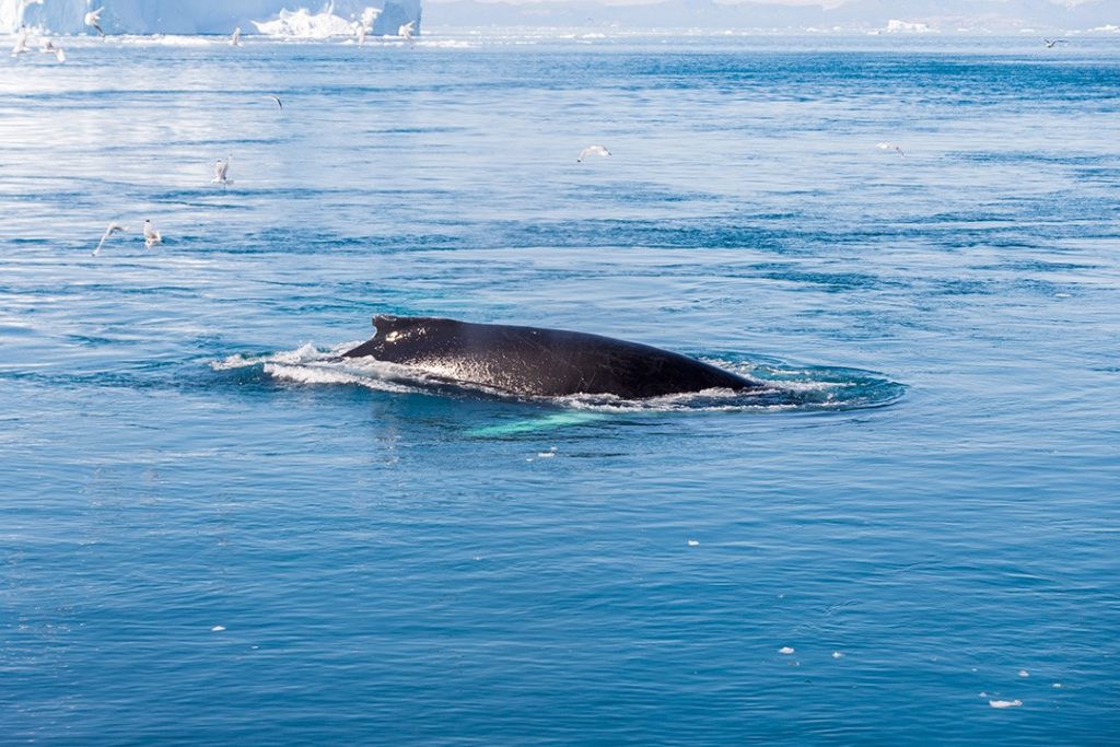 things to do in Ilulissat whale watching