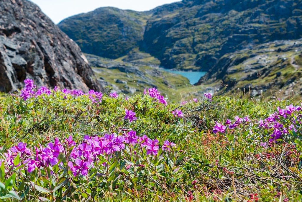 Hiking around Ilulissat wild flowers
