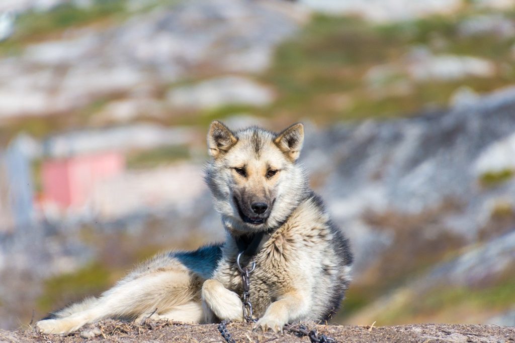 hiking around ilulissat sled dog