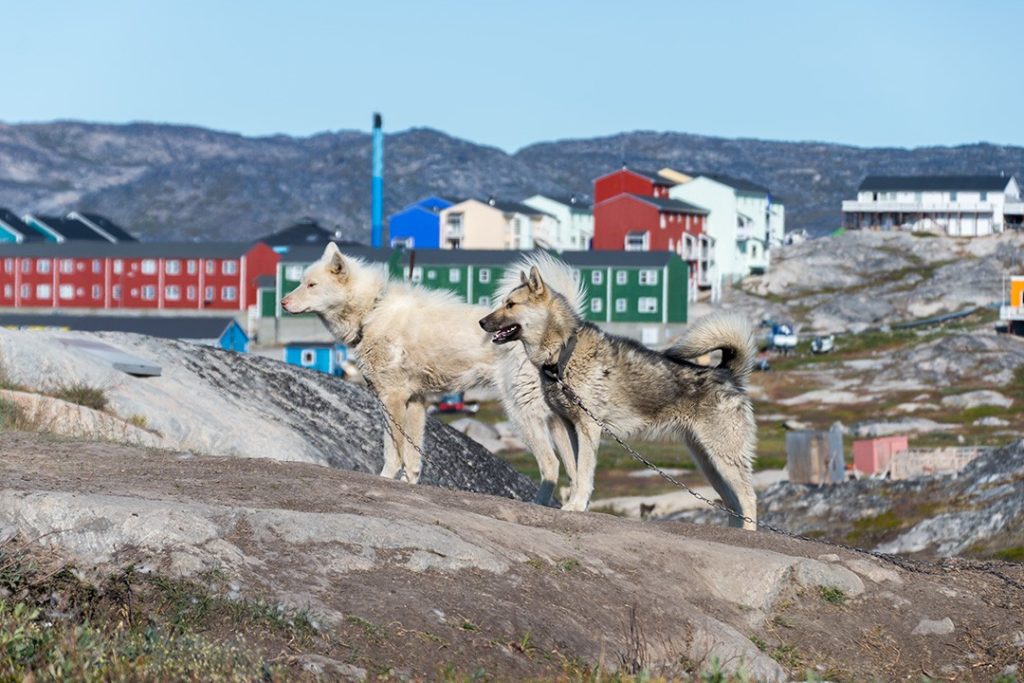 hiking around ilulissat two huskies