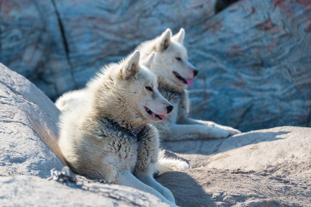 hiking around ilulissat sled dogs