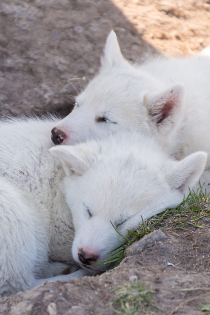 hiking around ilulissat two husy puppies