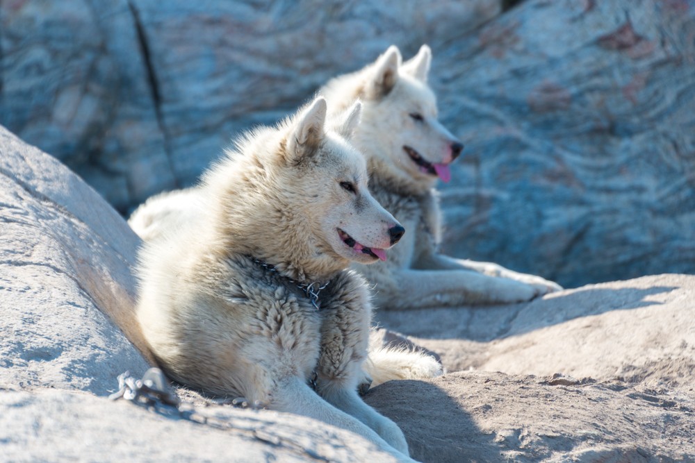huskies and dog sledding hings to do in Kangerlussuaq