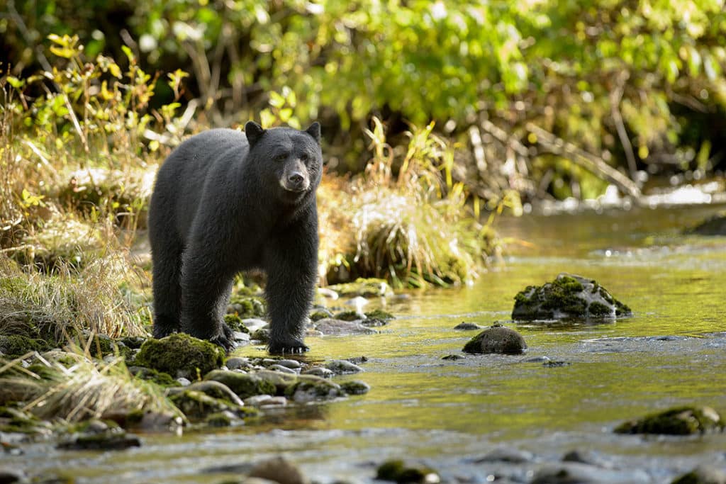 Drones can cause animals extreme stress