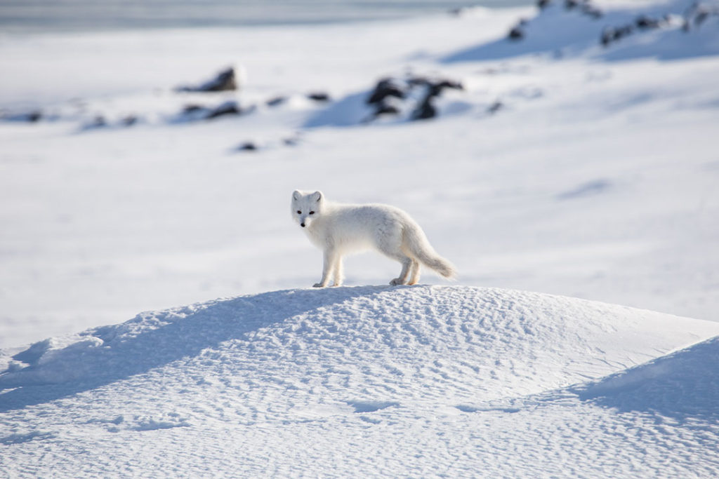 An Arctic fox in Spitsbergen, Norway