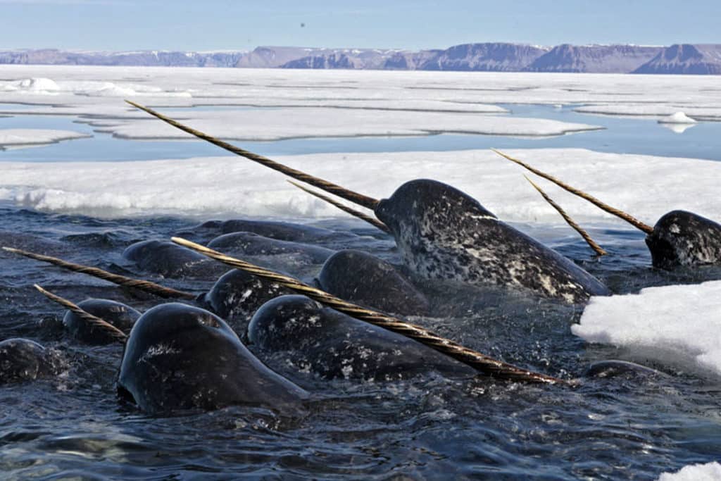 The 'unicorn of the sea' pictured in the Arctic