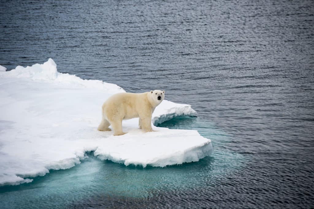 Shrinking sea ice poses a grave risk to polar bears