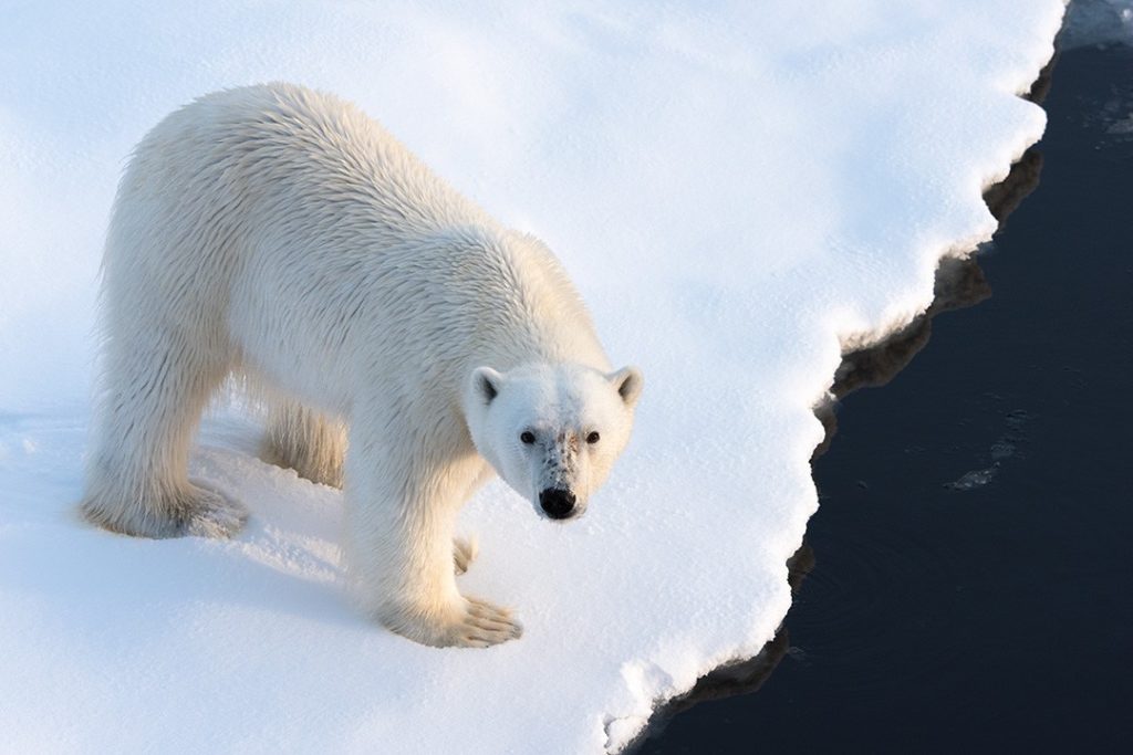 A polar bear on ice