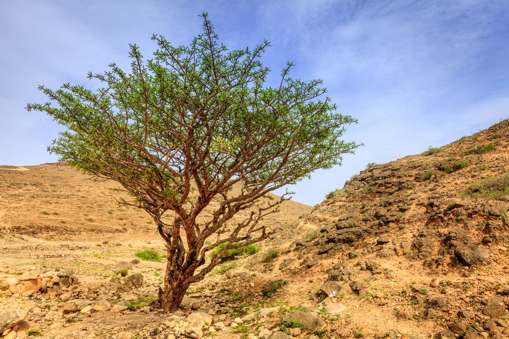 Interesting facts about oman: Frankincense tree growing in Oman