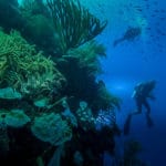 Peeking into the blue while diving in the Turks and Caicos