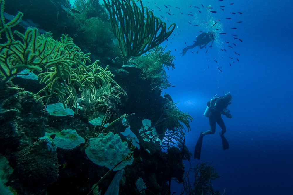 Peeking into the blue while diving in the Turks and Caicos