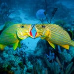 Grunt fish duel for mates at one of the best dive sites in Aruba