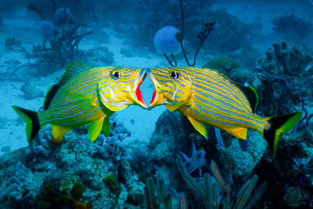 Grunt fish duel for mates at one of the best dive sites in Aruba