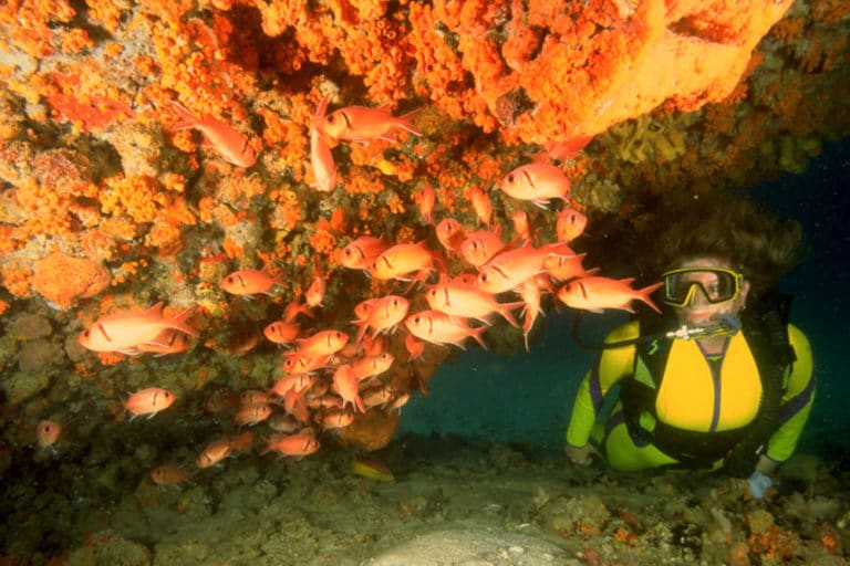 5 Best Dive Sites In Aruba According To Divemasters ï Atlas Boots 5 Best Dive Sites In Aruba According To Divemasters ï Atlas Boots