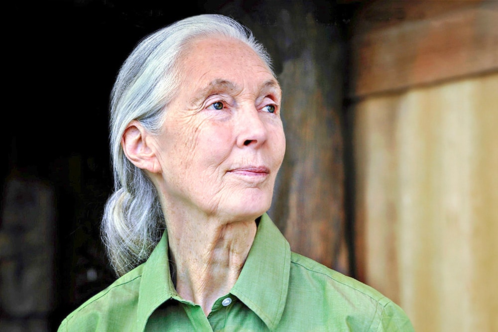 Jane Goodall is one of the most famous environmentalists of our time.