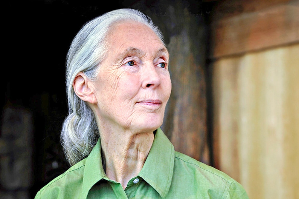 Jane Goodall es una de las ambientalistas más famosas de nuestro tiempo.