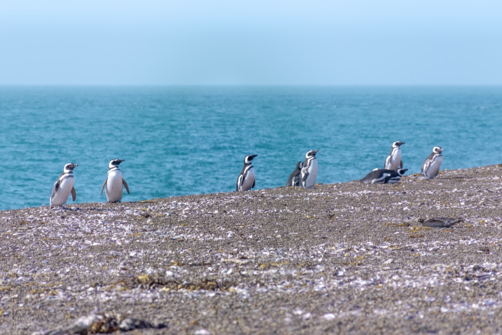Magellanic penguins in Península Valdés