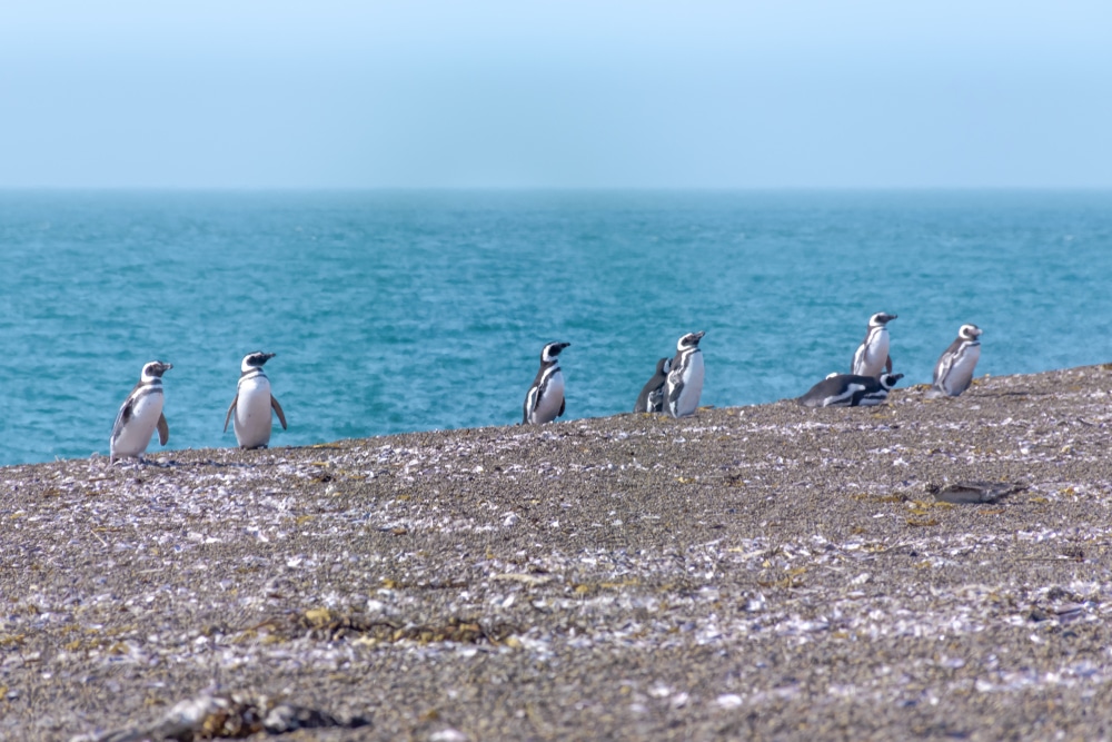 Pingüinos de Magallanes en Península Valdés