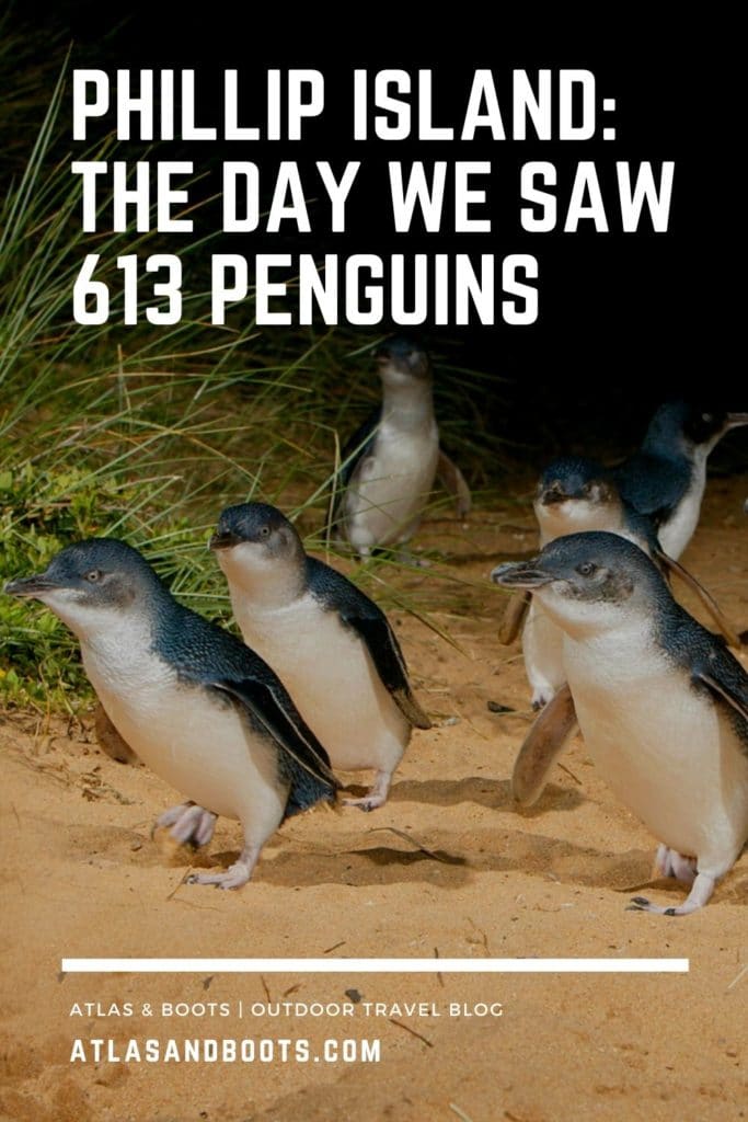 Phillip Island Penguin Parade pinterest