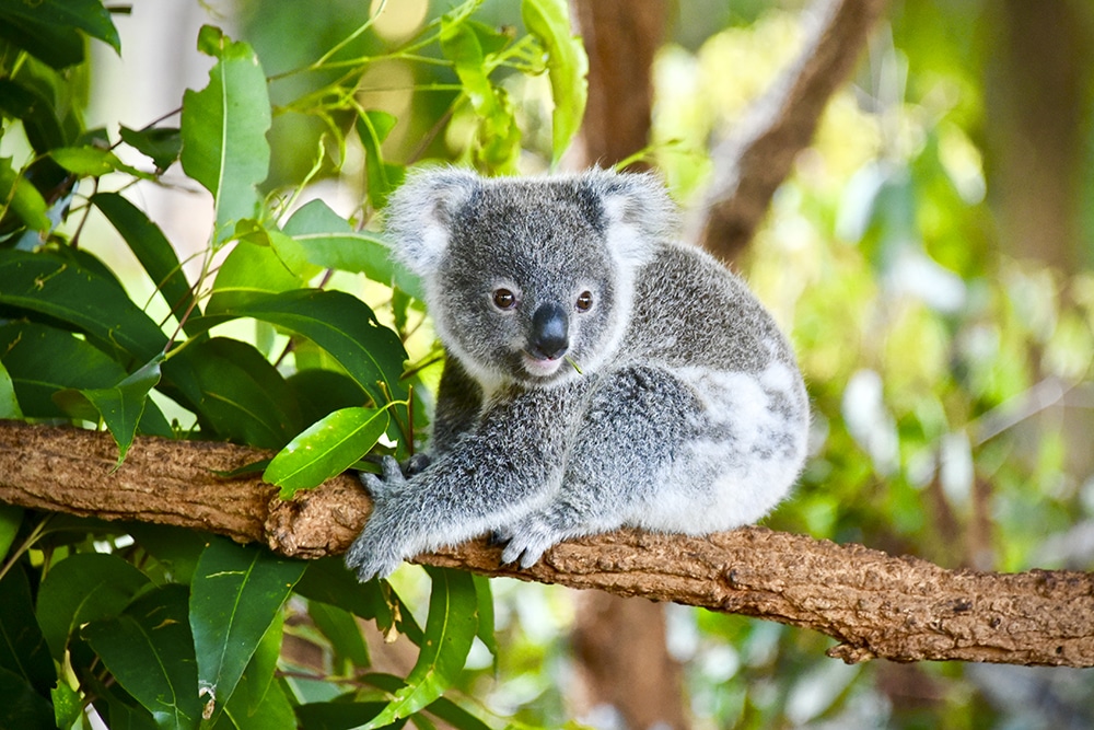 Los koalas son endémicos de Australia