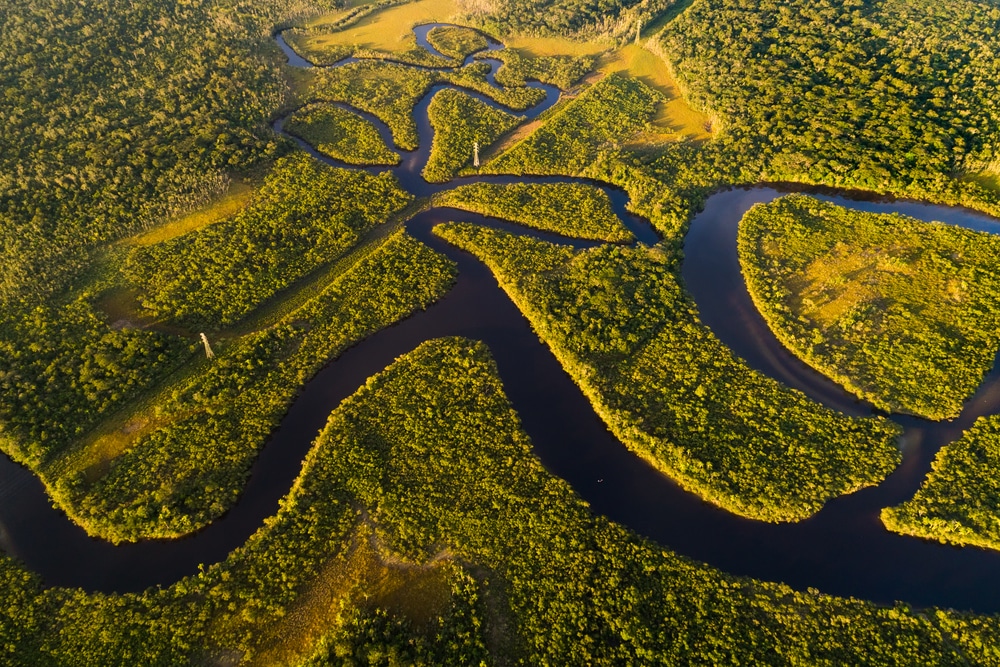 La selva tropical del Brasil