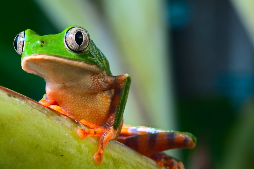 rana de árbol en Brasil selva tropical amazónica países megadiversos