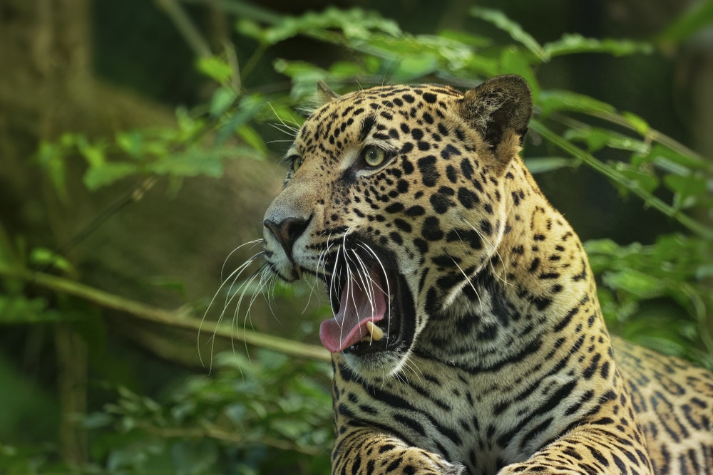 El Jaguar en Brasil, uno de los países megadiversos del mundo