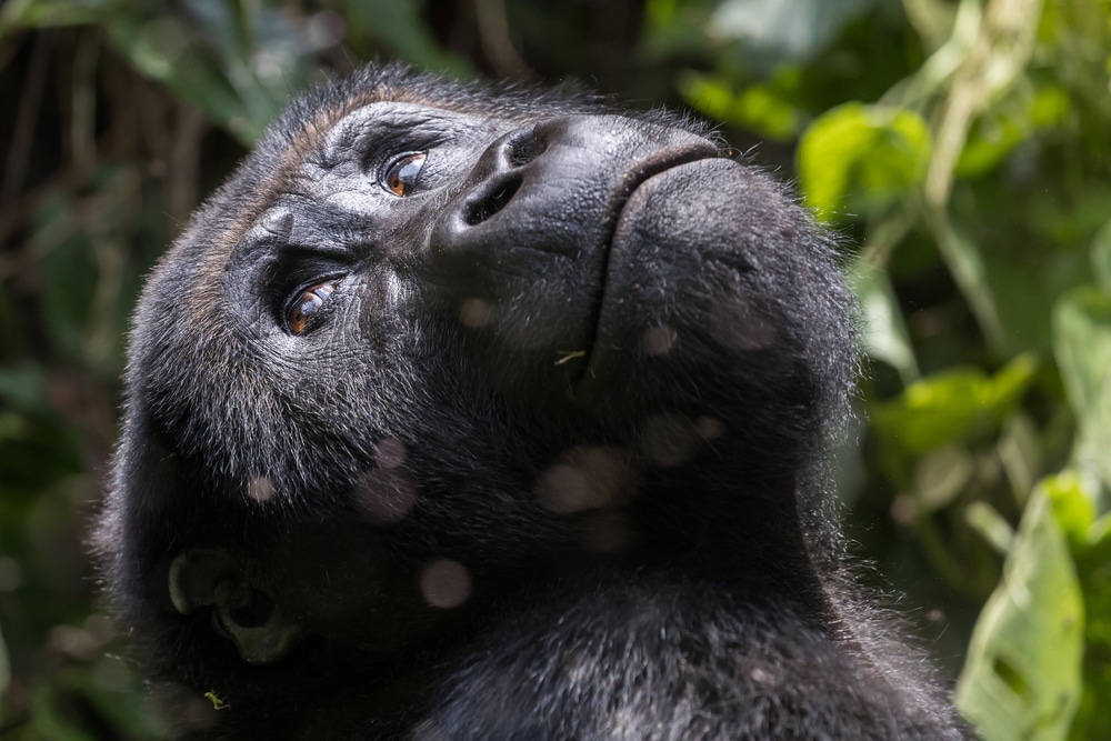 Un gorila mira los árboles del Parque Nacional Kahuzi-Biega, RDC, uno de los países megadiversos