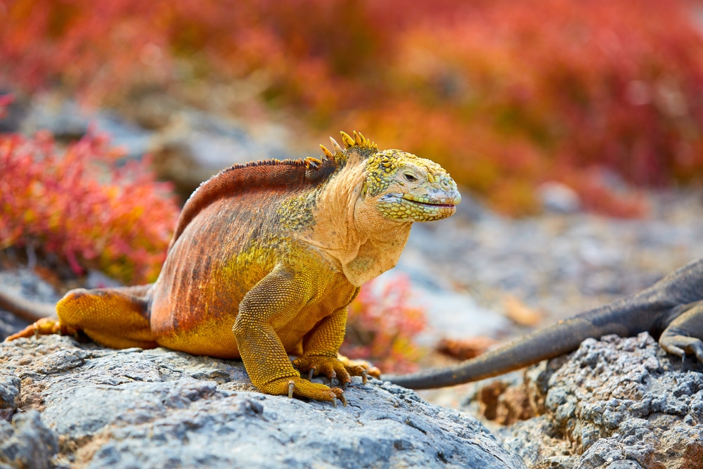 Las Islas Galápagos son famosas por su biodiversidad