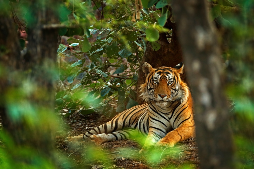 Seekor harimau sedang bermalas-malasan di Ranthambore, India