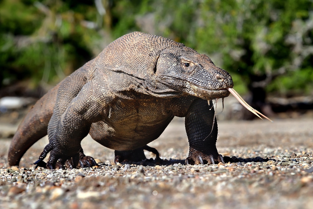 países megadiversos: El famoso dragón de Komodo de Indonesia