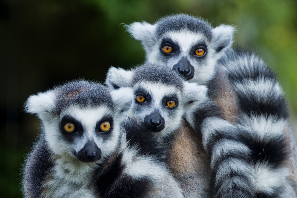 países megadiversos: Un trío de lémures en Madagascar, uno de los países megadiversos del mundo