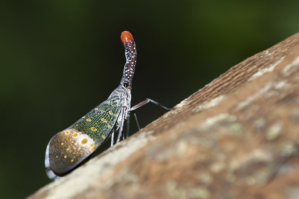 A lantern bug in the tropical rainforest of Endau Rompin in Malaysia