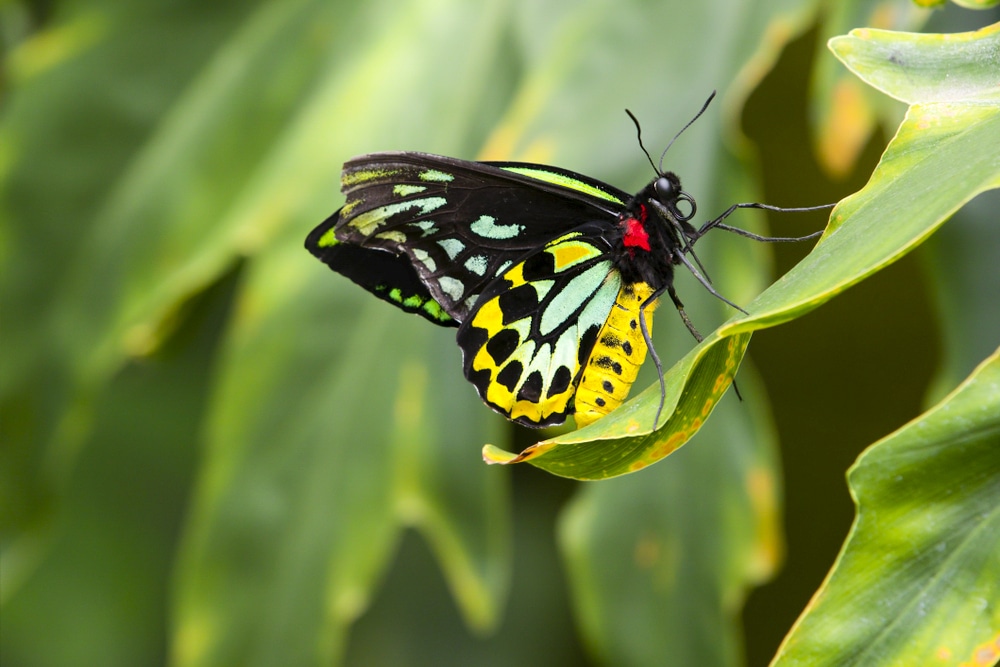 Una mariposa Reina Alexandra Birdwing en uno de los países megadiversos del mundo