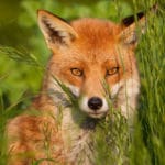 ways nature is flourishing under lockdown fox