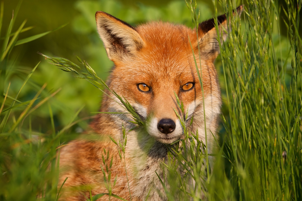 las formas en que la naturaleza está floreciendo bajo el encierro del zorro